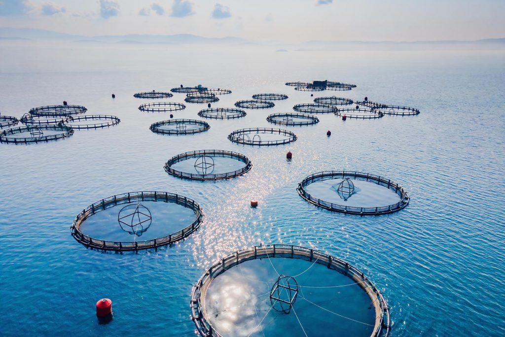 Aquaculture cages fish farm in sea, seafood industry. aerial view